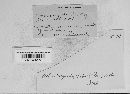 Uromyces viciae-fabae var. viciae-fabae image