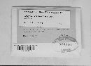Uromyces viciae-fabae var. viciae-fabae image