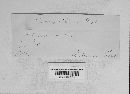 Uromyces viciae-fabae var. viciae-fabae image