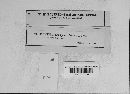 Uropyxis amorphae image