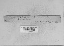 Uromyces hedysari-paniculati image