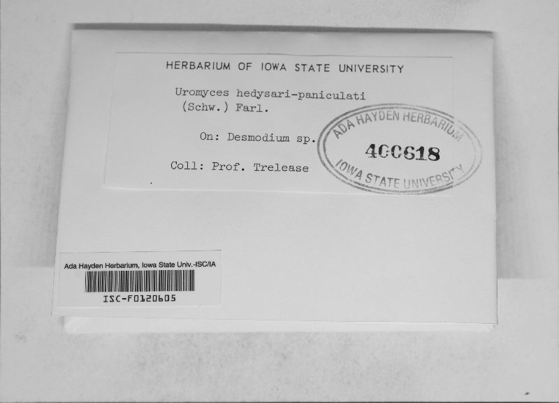 Uromyces hedysari-paniculati image
