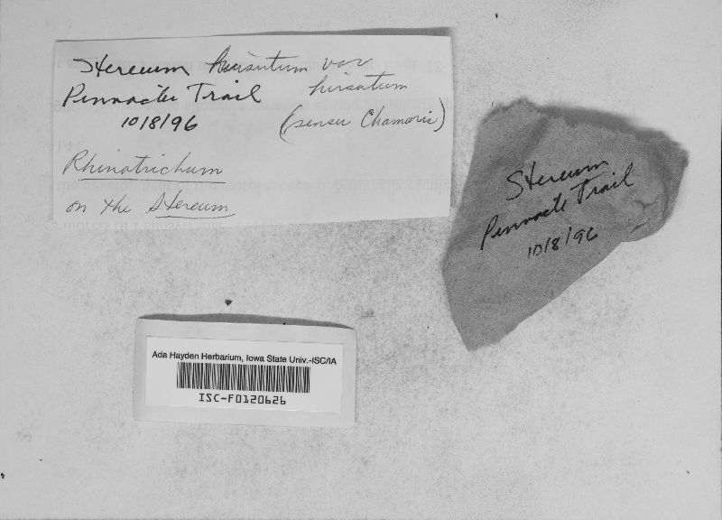 Stereum hirsutum var. hirsutum image