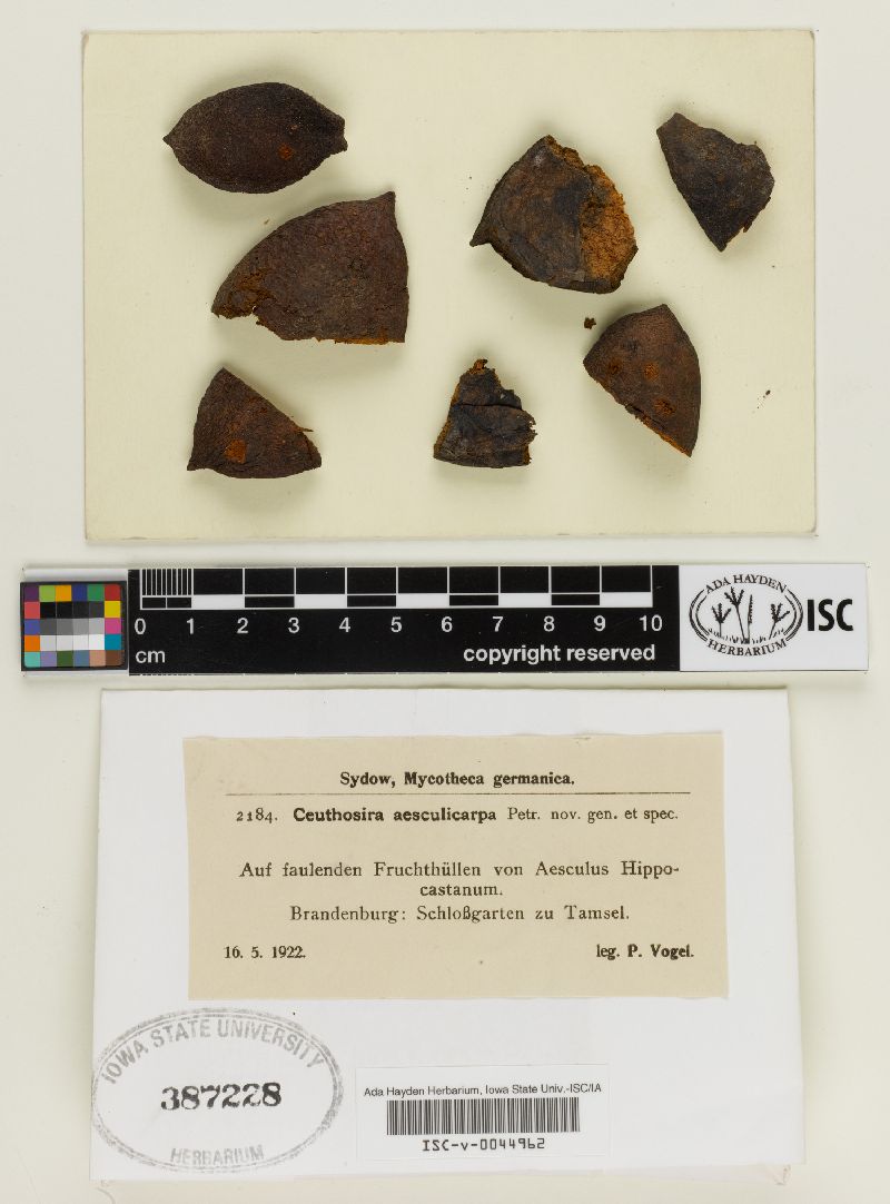 Ceuthosira image