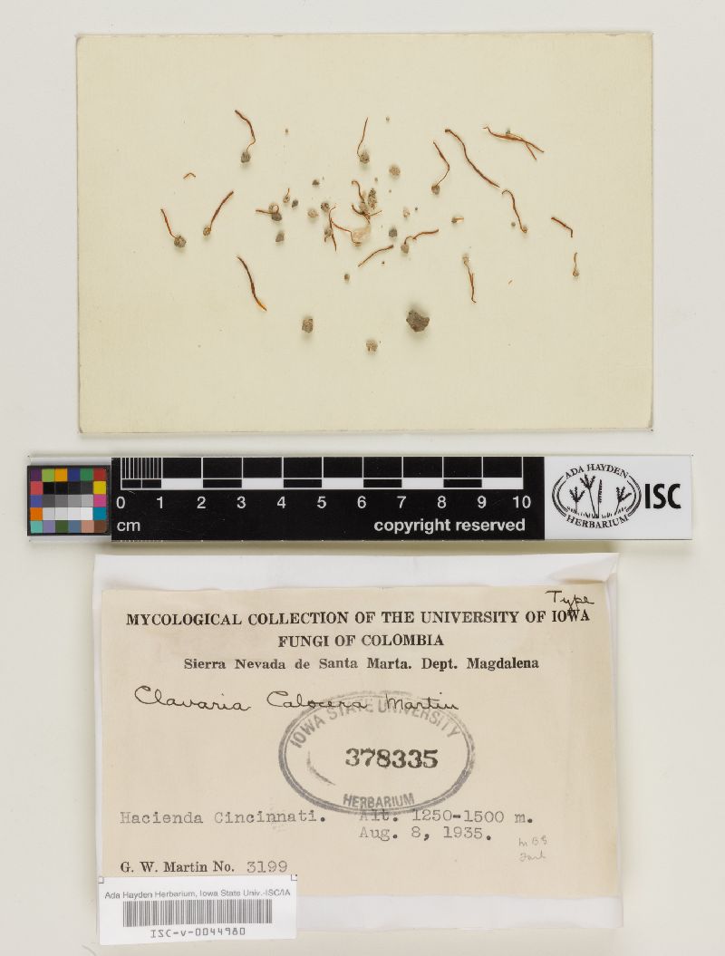 Multiclavula calocera image