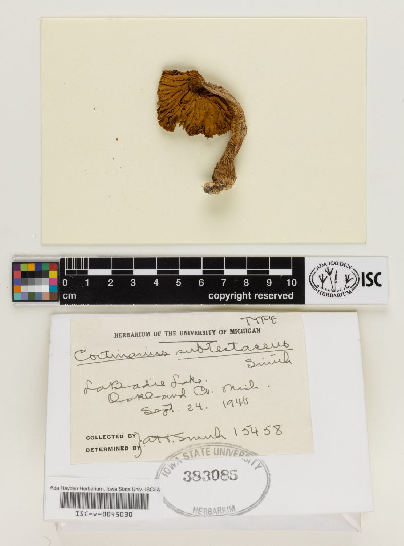 Cortinarius subtestaceus image