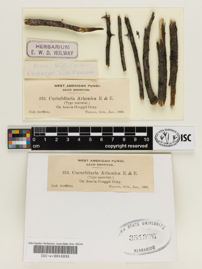 Cucurbitaria arizonica image