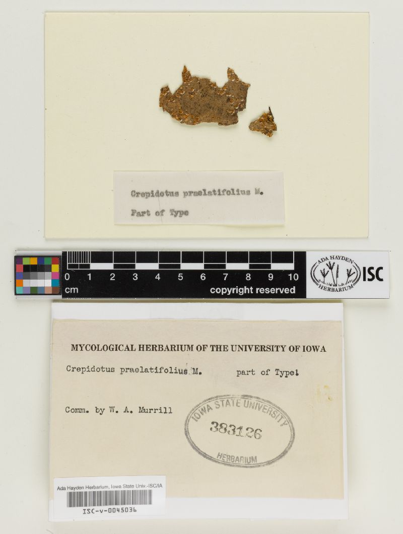 Crepidotus praelatifolius image