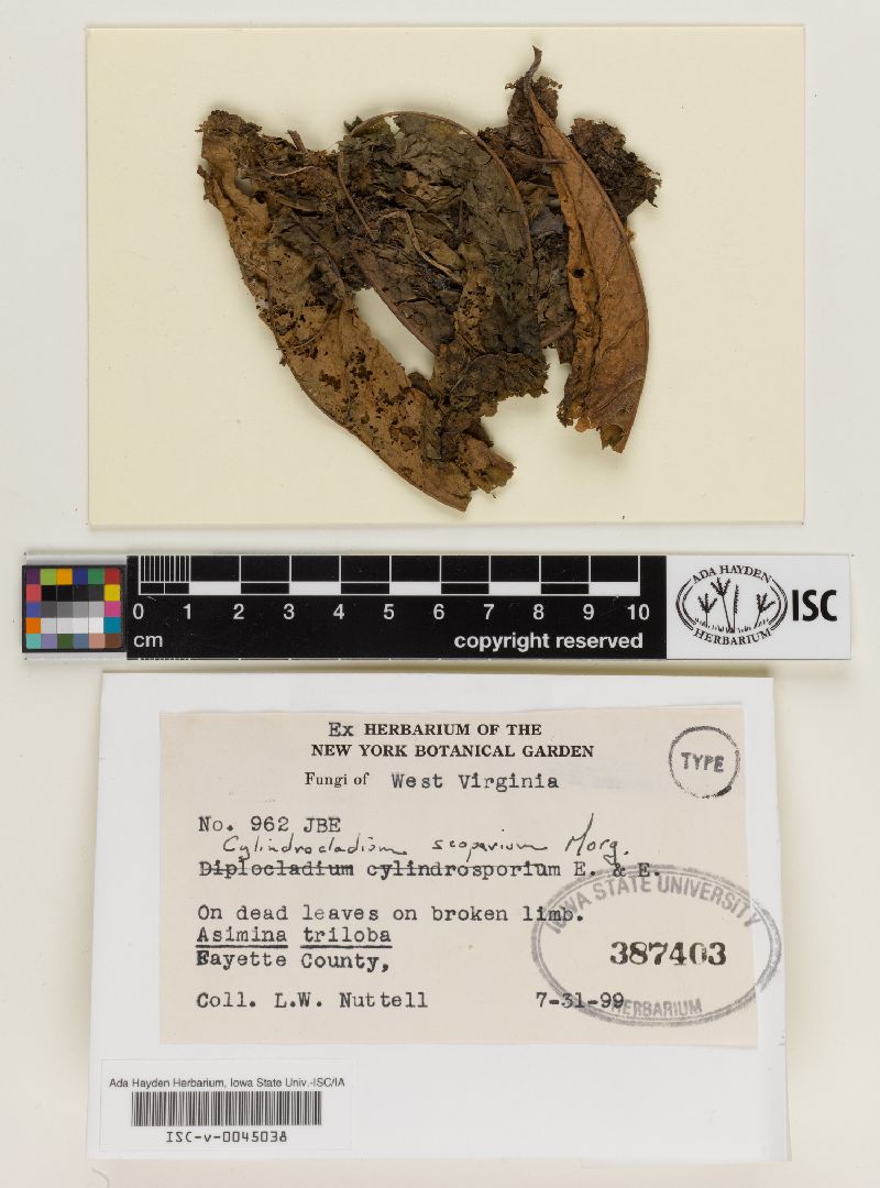 Calonectria morganii image