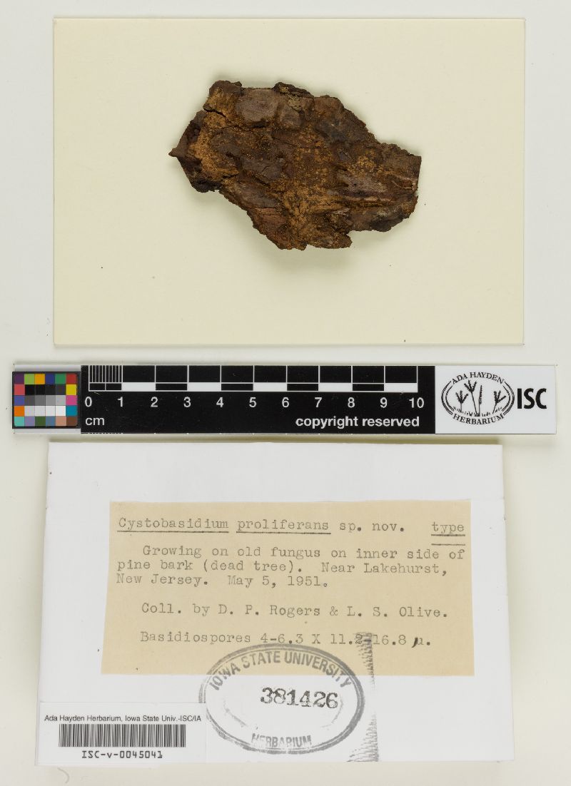 Cystobasidium proliferans image
