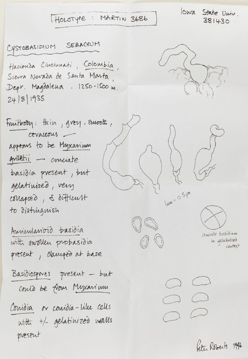 Cystobasidium sebaceum image