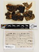 Dacrymyces enatus var. macrosporus image