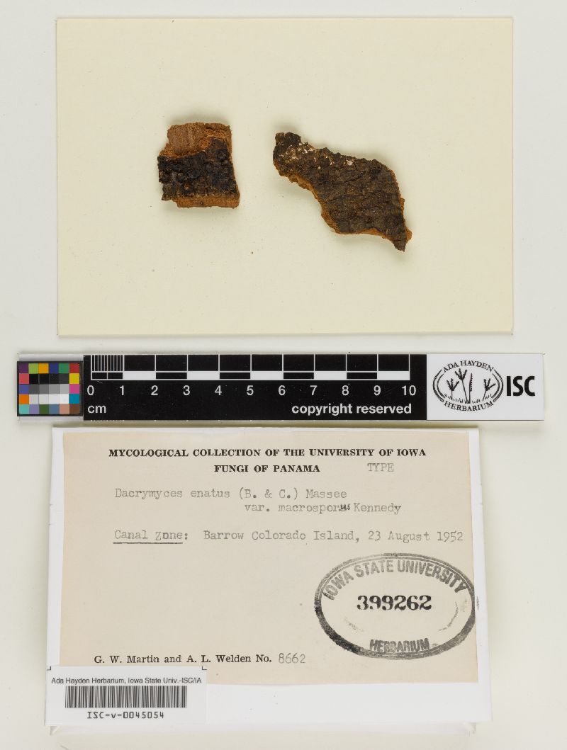 Dacrymyces enatus var. macrosporus image