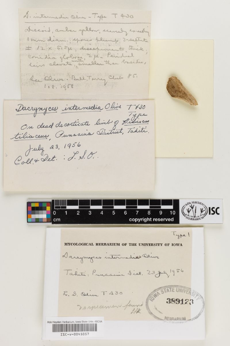 Dacrymyces intermedius image