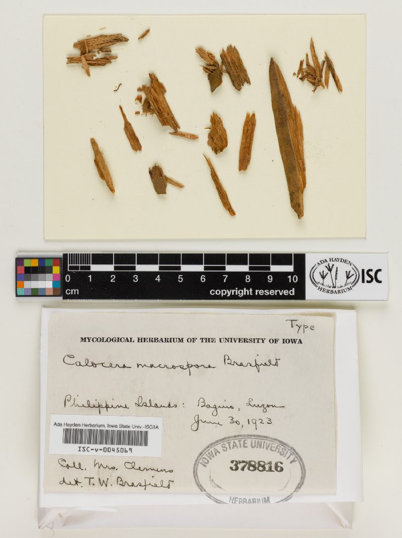 Calocera macrospora image