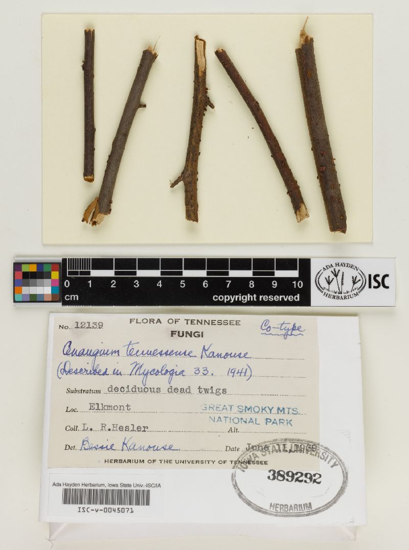 Cenangium tennesseense image