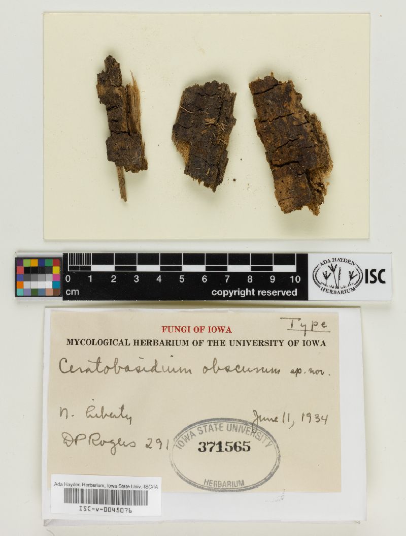 Ceratobasidium obscurum image