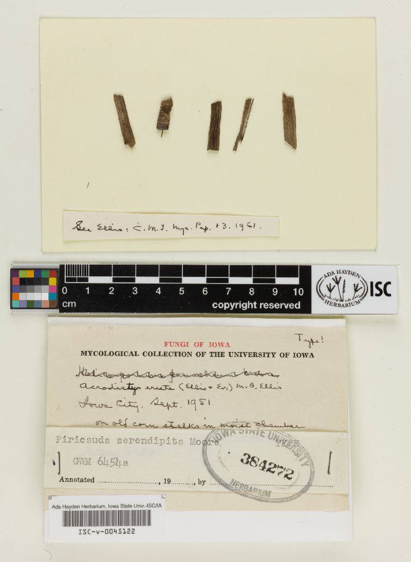 Piricauda image