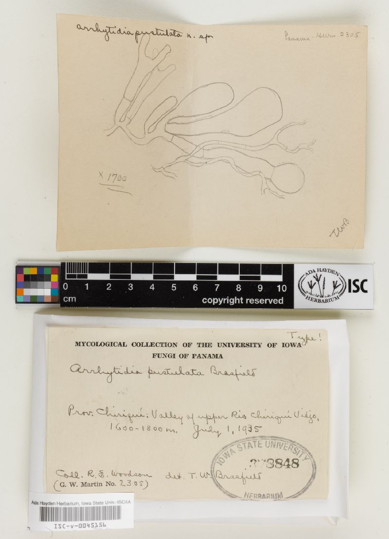Arrhytidia pustulata image
