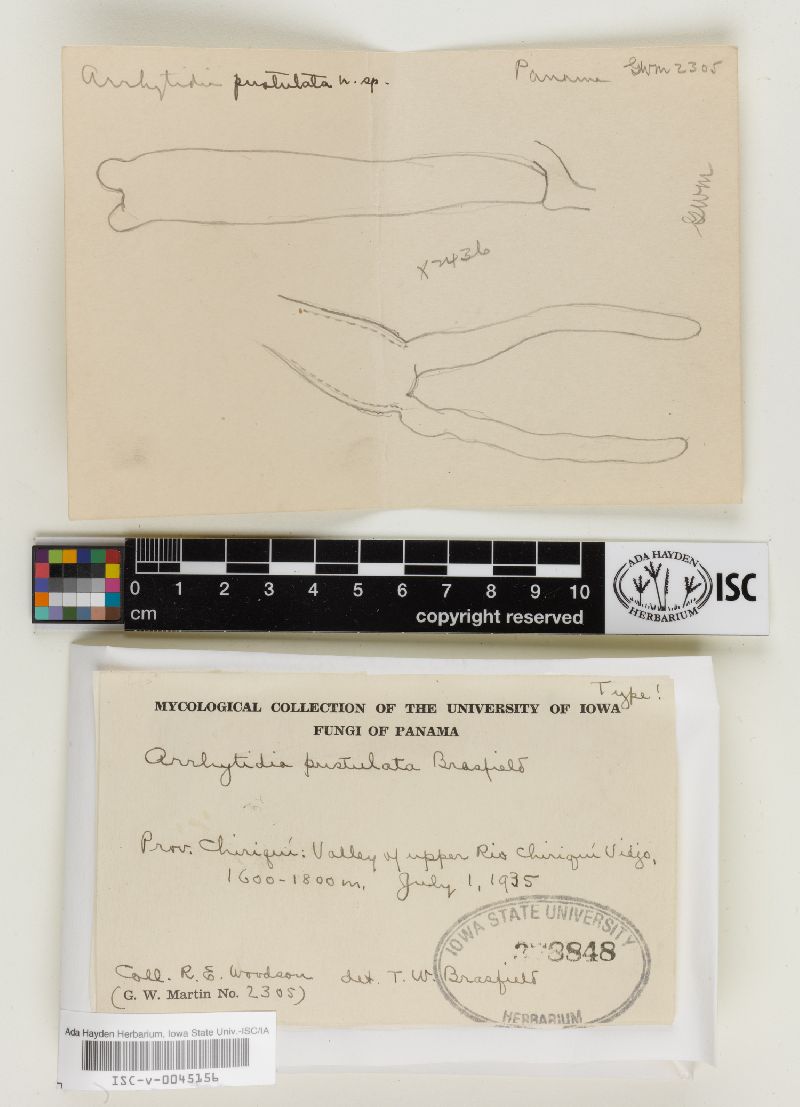 Arrhytidia pustulata image