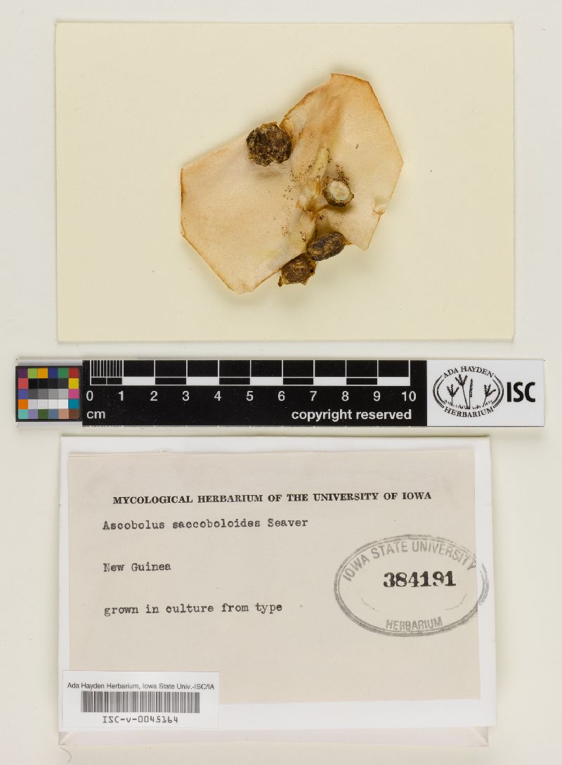 Saccobolus saccoboloides image