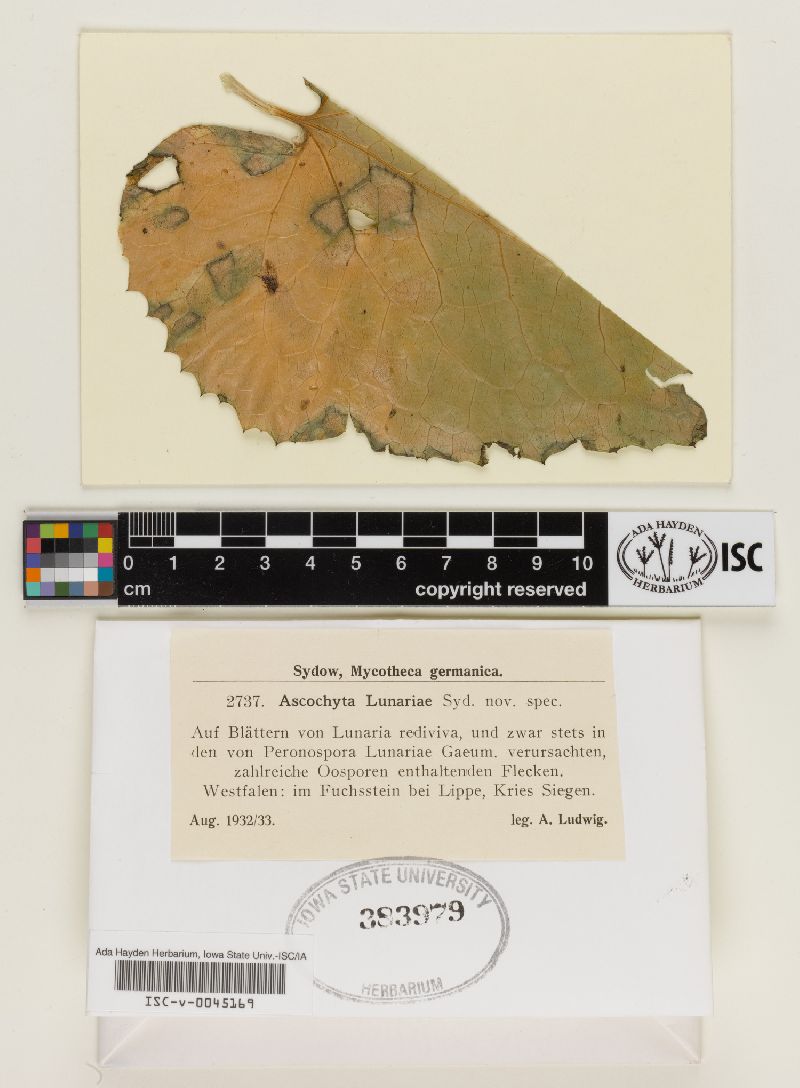 Ascochyta lunariae image