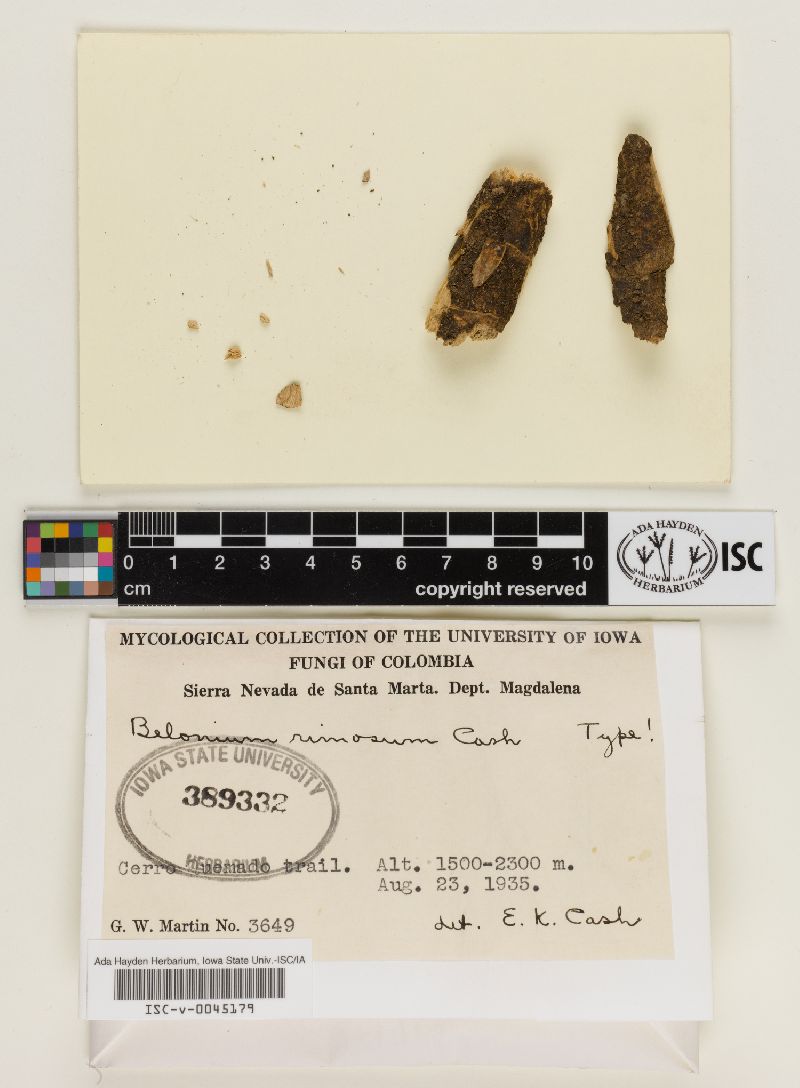 Belonium rimosum image