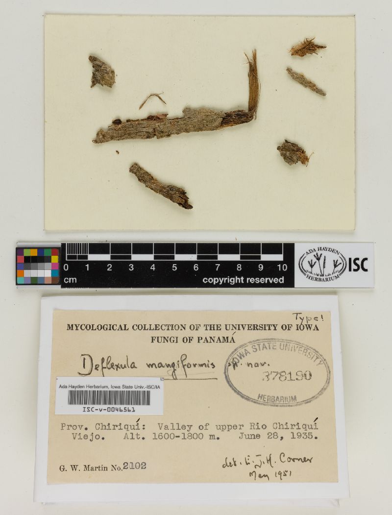 Deflexula mangiformis image
