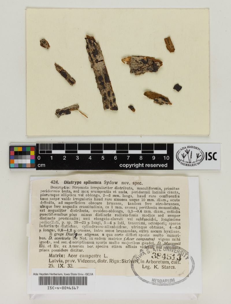 Diatrype spilomea image