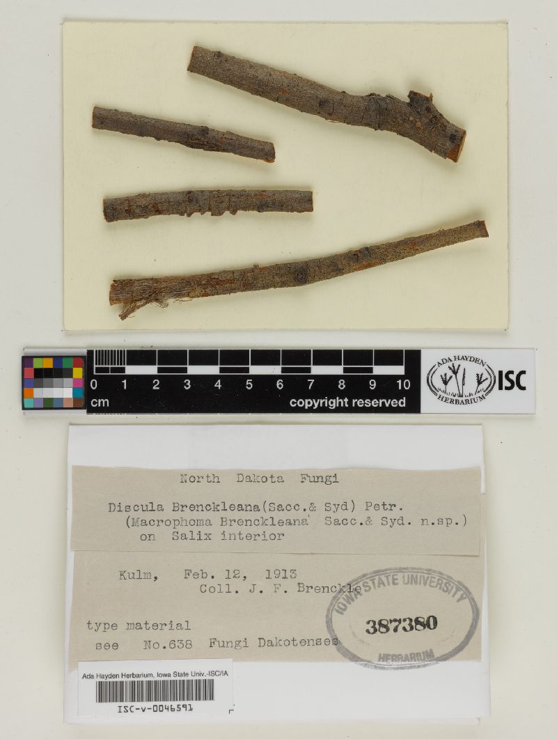 Discula brenckleana image