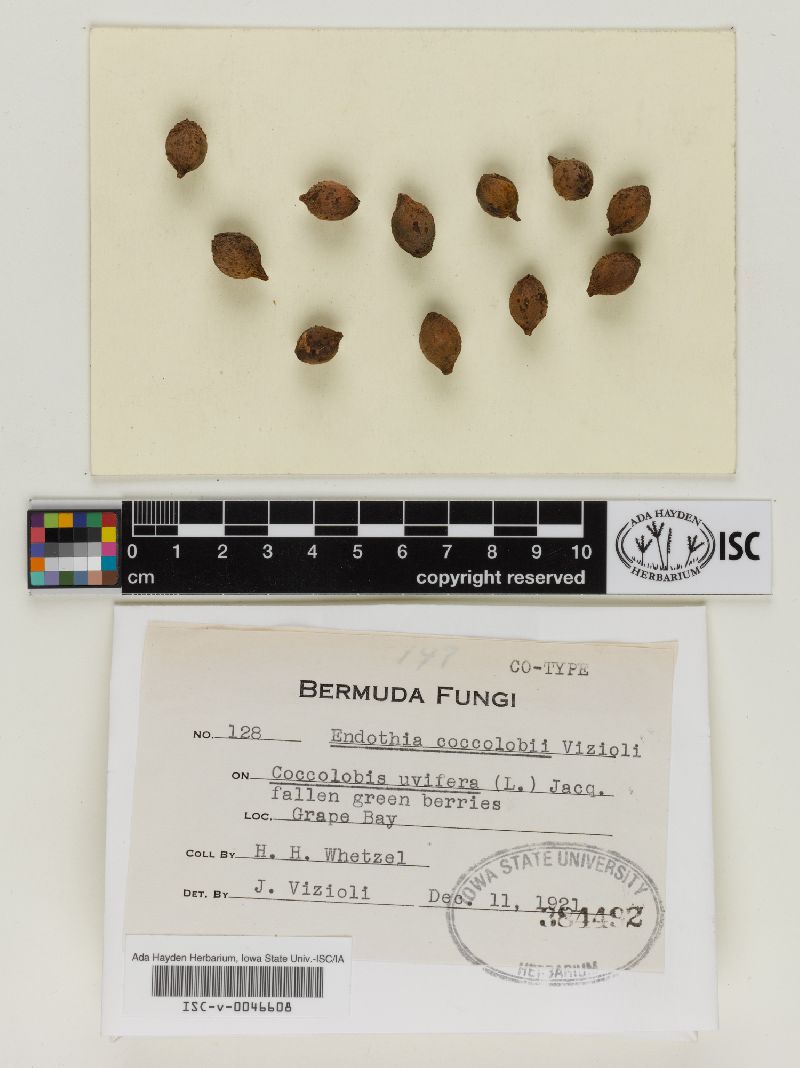 Endothia coccolobii image