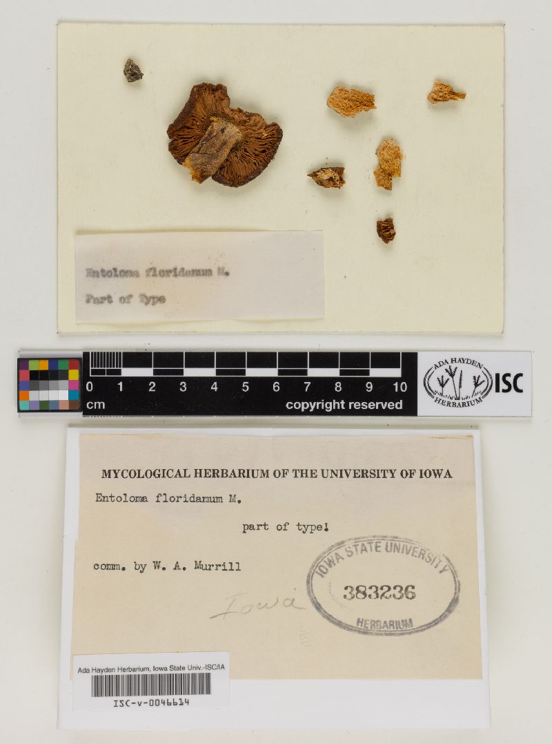 Entoloma floridanum image