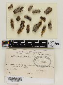 Exidiopsis macroacantha image