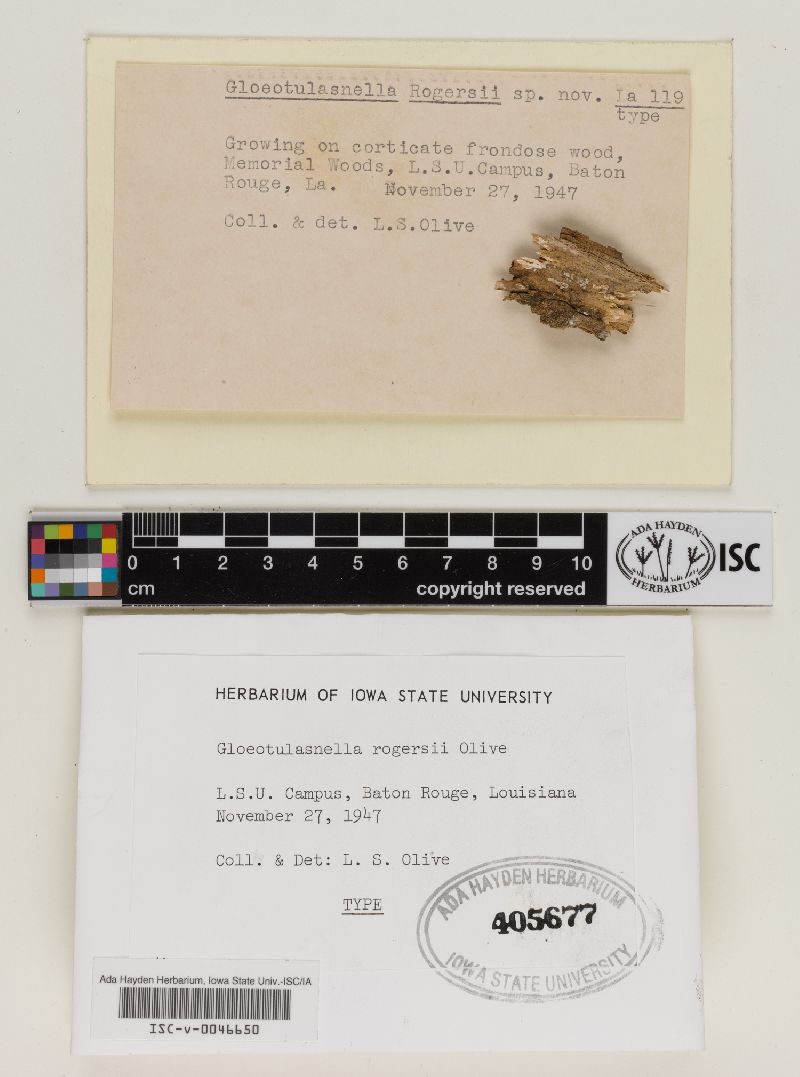 Gloeotulasnella rogersii image
