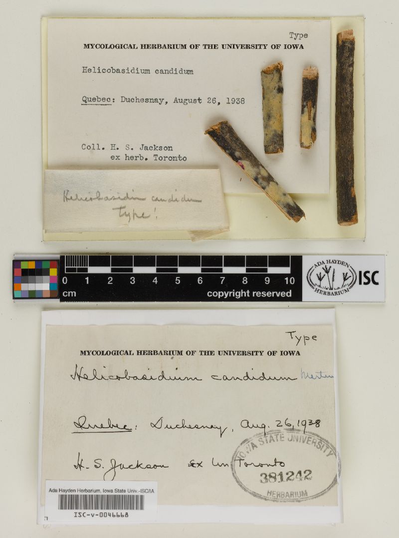 Helicobasidium candidum image