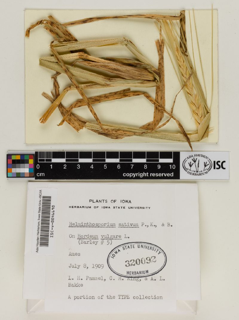 Cochliobolus sativus image