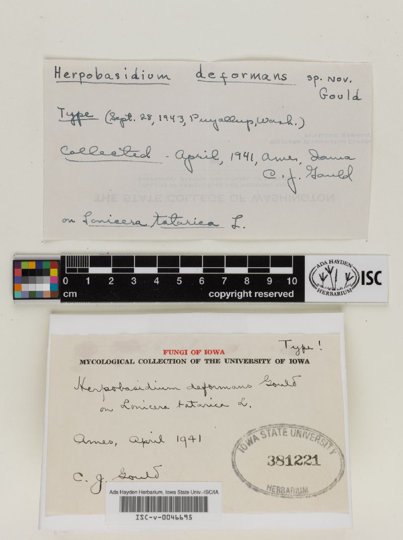 Herpobasidium deformans image