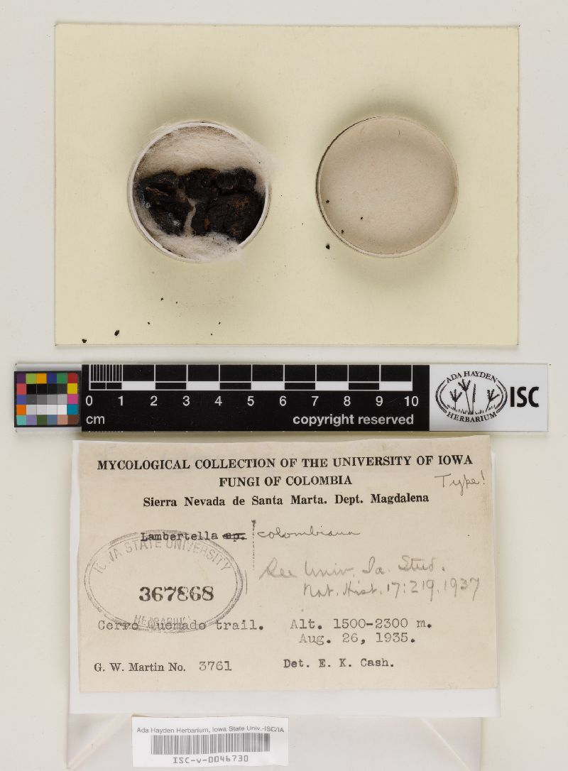 Lambertella colombiana image