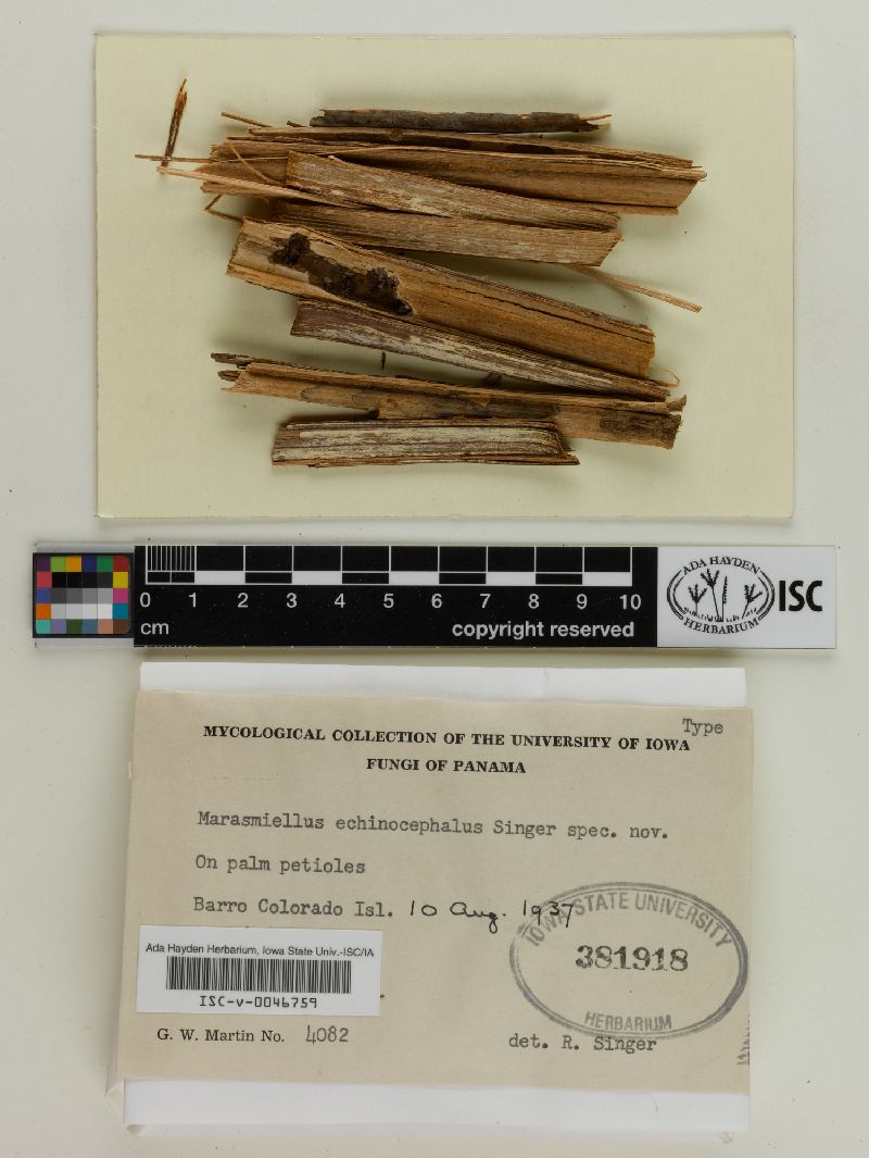 Marasmiellus echinocephalus image