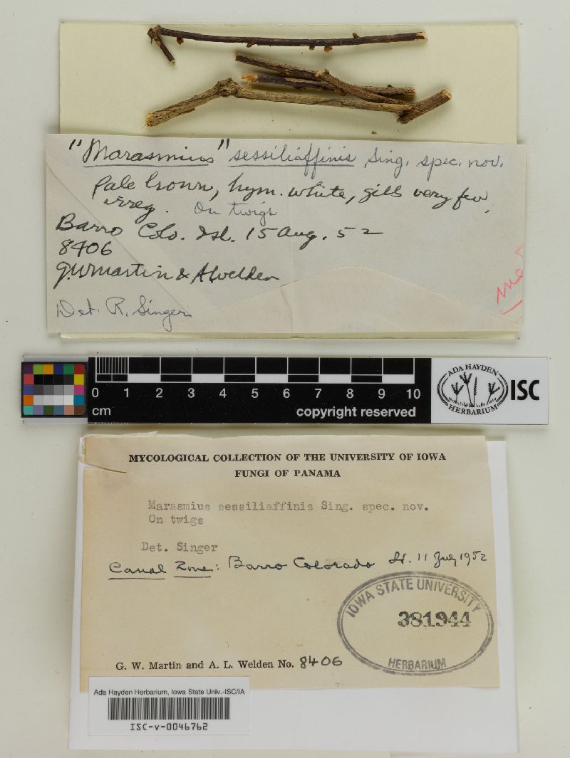 Marasmius sessiliaffinis image
