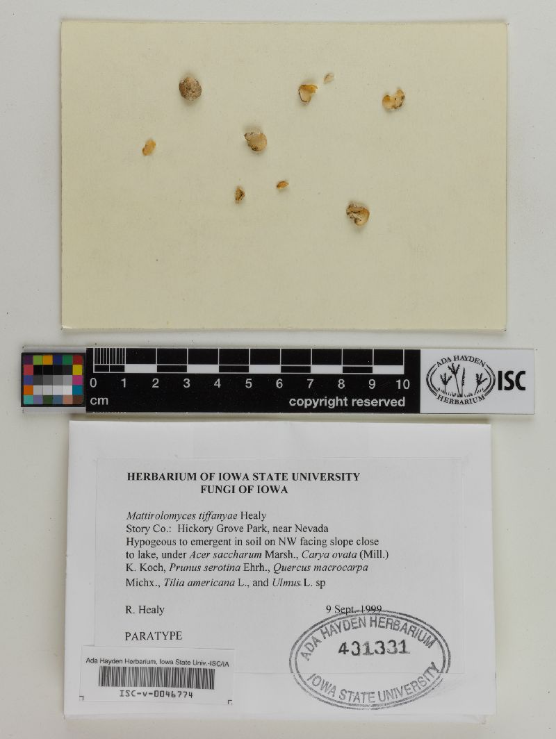 Mattirolomyces tiffanyae image