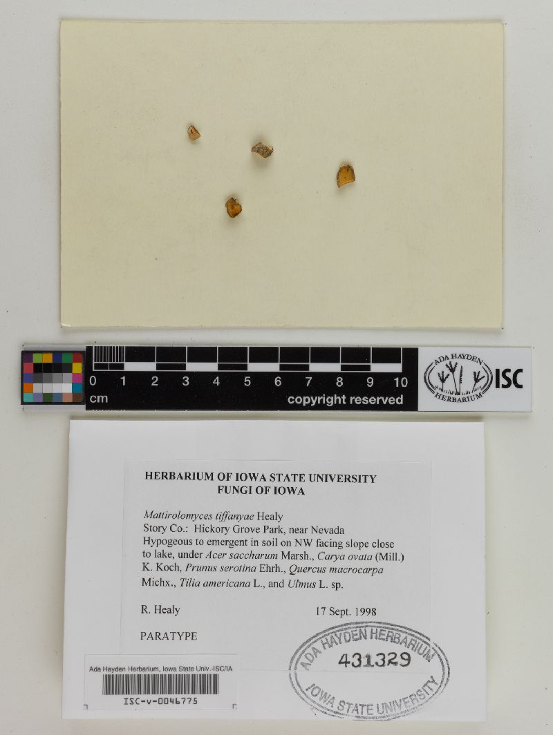 Mattirolomyces tiffanyae image