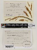 Parksia libocedri image
