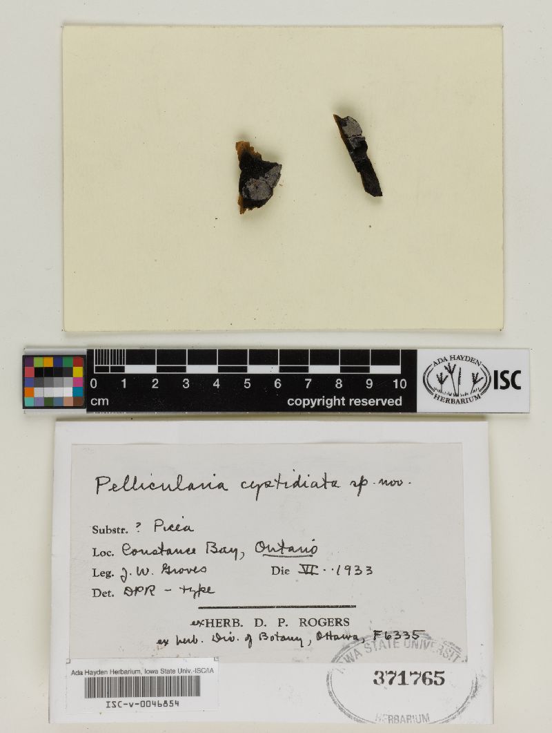 Suillosporium cystidiatum image