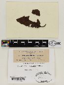 Pestalotia photiniae image
