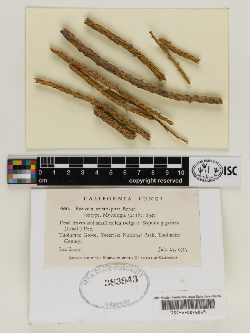 Ceratophacidium aristosporum image