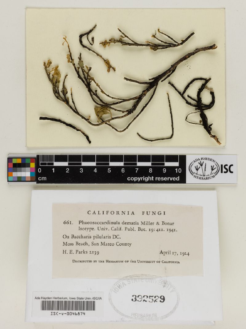 Phaeosaccardinula dematia image