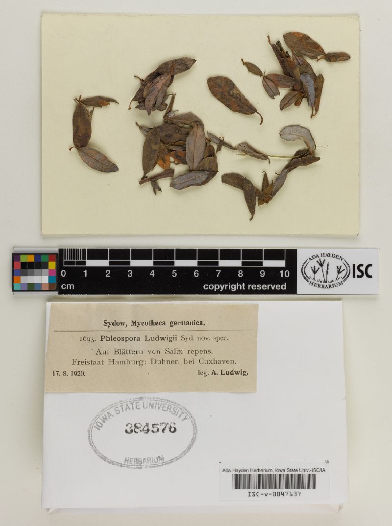 Phleospora image