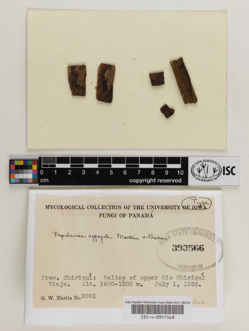 Physalacria aggregata image