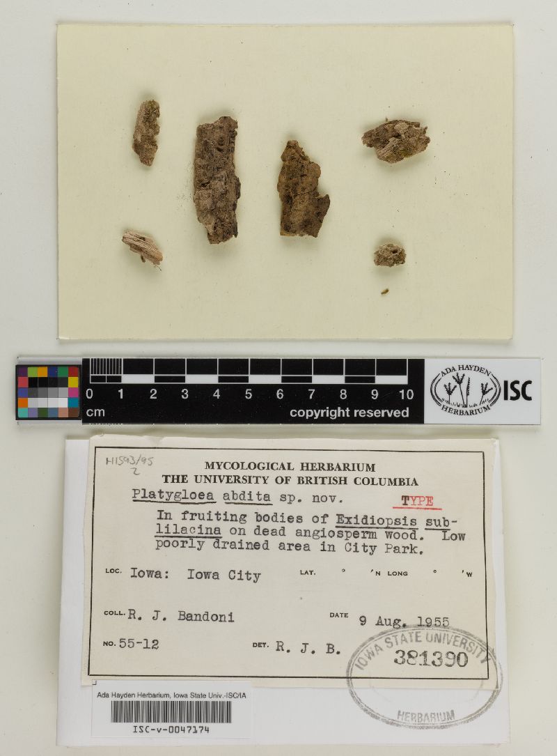 Platygloea image